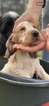 Renrasig SKK engelska cockerspaniel valpar cocker spaniel
