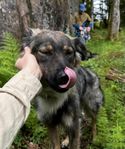Hendrix, 1 år – Kastrerad kille med stort hjärta