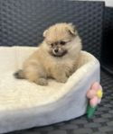 Pomeranian tik SKK