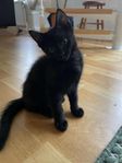 Kattunge 12 veckor