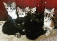 maine coon/ chinchilla perser / bondkatt