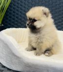 Pomeranian hane SKK