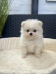Pomeranian tik SKK