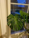 Monstera