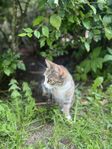 våran katt Kajsa 