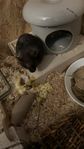 guldhamster hona