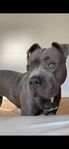 American Bully Tik