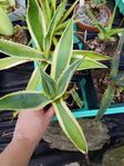 Suckulenter Agave Gasteria Elefanttunga Krukväxter