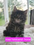 kattungar  Maincoon blandning
