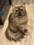 50/50 ragdoll/norsk skogskatt 