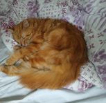 Orange herr Katt.