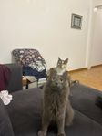 katter omplacering
