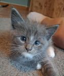 Kattunge