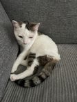 Katt 