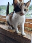 4 rumsrena kattungar
