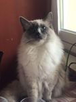 Avels Hane Ragdoll