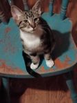 kattungar 