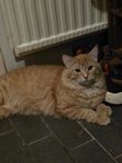 Omplacering av kattunge