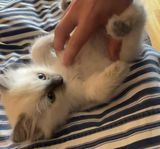 Ragdoll tjej med stamtavla