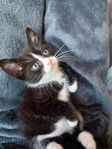 kattunge tabbykatt