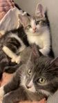 Lekfulla och mysiga kattungar