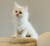 Ragdoll pojkar med stamtavla