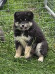 Finsk Lapphund tik