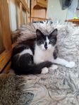 hankatt söker hem