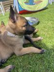 skk reg Malinois valpar 3 hanar, 7 veckor gamla nu. lev 18/7