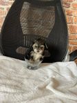Söta yorkipoo valpar!!