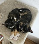 Två underbara kattunge honor letar efter sitt föralltid he