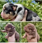 Olde English Bulldog Valpar