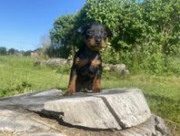 Dvärgpinscher tik SKK
