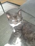 kattungar