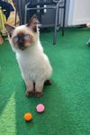 Ragdoll kattungar 100%