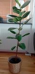 fikus blomma 