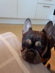 Fransk bulldog , Till äldre.