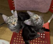 Två kattungar