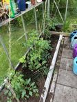 tomatplantor