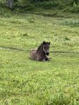 Shetlandsföl