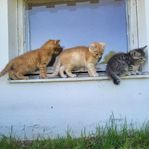kattunge 