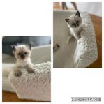 ragdoll/birma