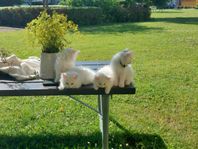 Fluffy round clouds looking for someone to give them love.