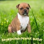 Staffordshire bullterrier valpar SKK
