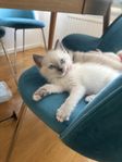 kattungar 