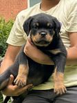 Rottweiler valp, leveransklar 