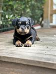 Rottweiler valp, leveransklar 