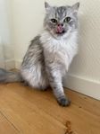 Perser/ragdoll hona