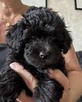 Lhasapoo valpar
