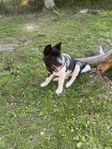 American Akita